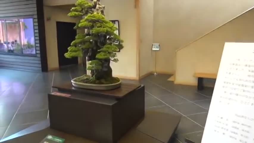 Bonsai - Amazing world of Masahiko Kimura at Omiya Bonsai Museum