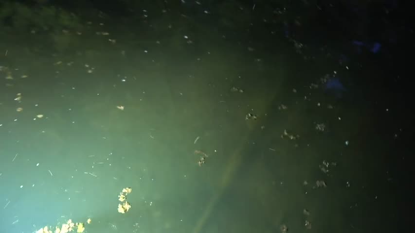 BEST Bowfishing Footage EVER!