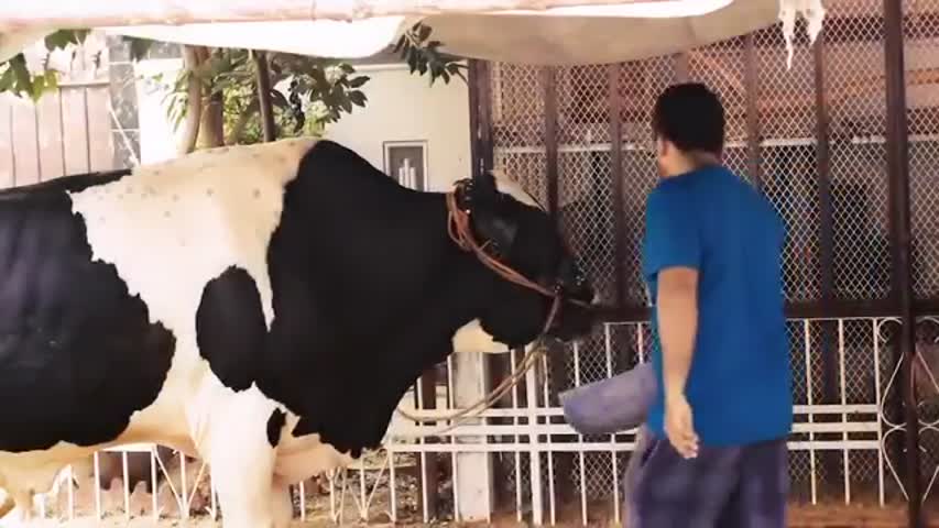 3 idiotz Pakistan New video    Story of Bakra Eid Animals   Bakra Eid Special