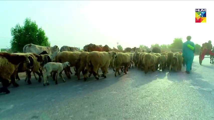 Baandi - Episode-01 - Sep - 14 - 2018