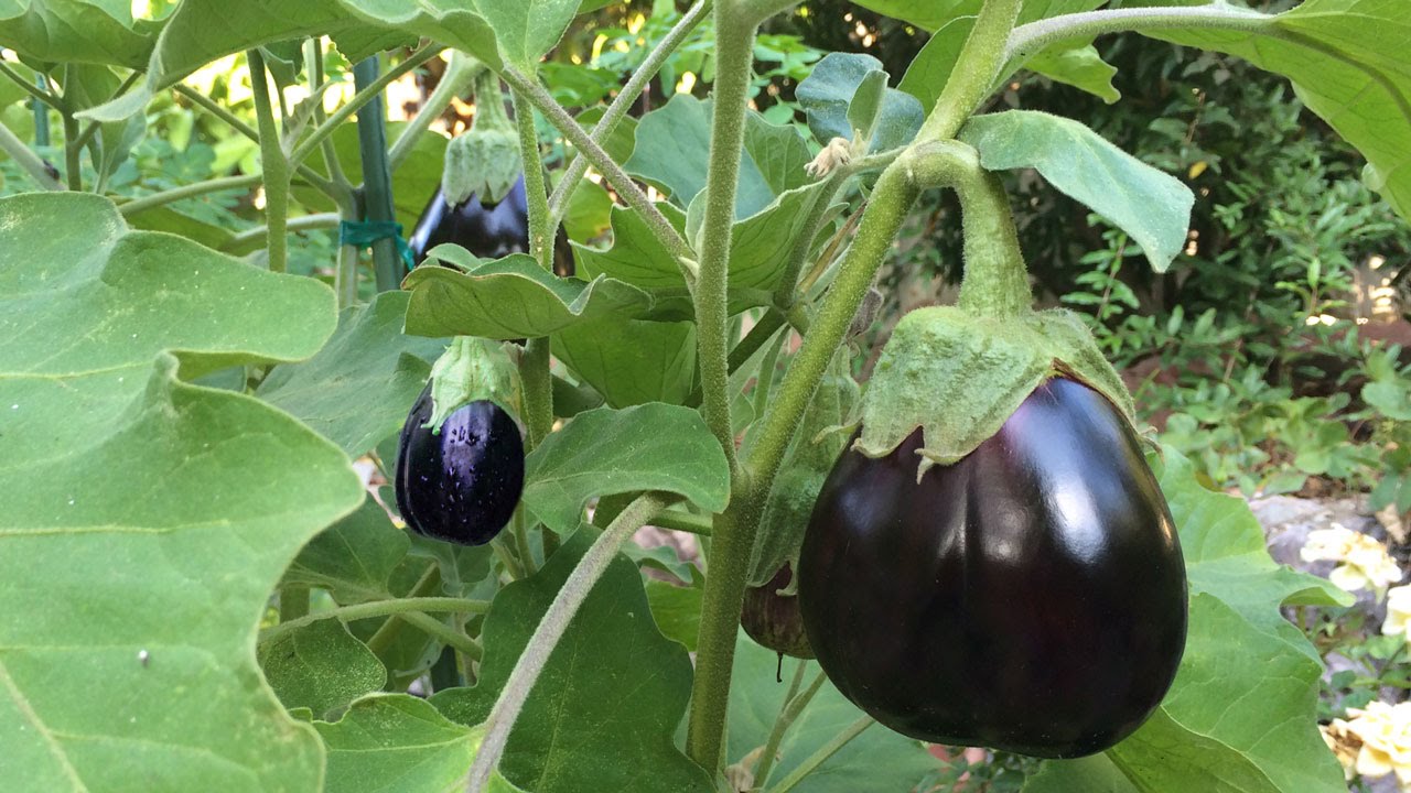 How To Grow Eggplants In Containers - The Complete Guide