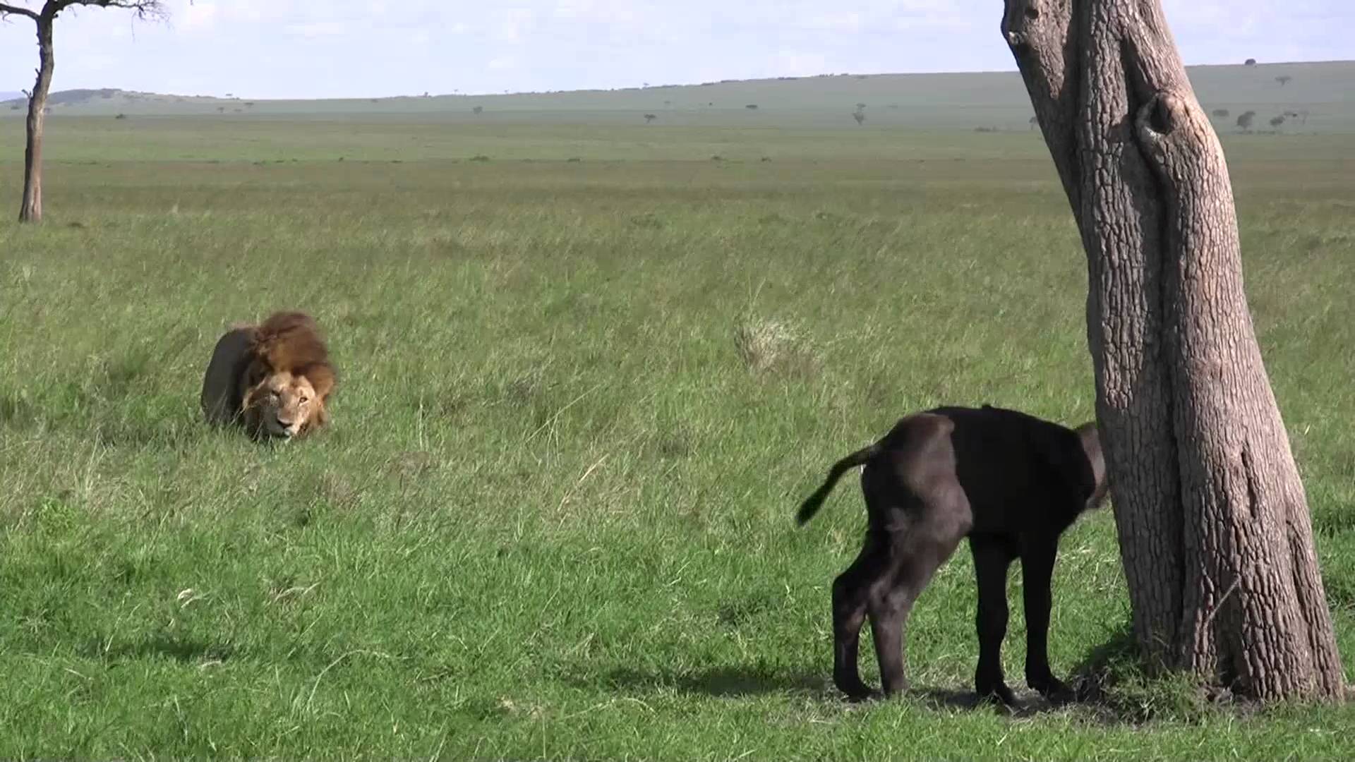 Male Lion Kills Baby Buffalo