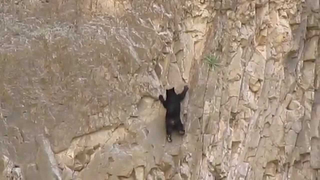 Rock Climbing Bears