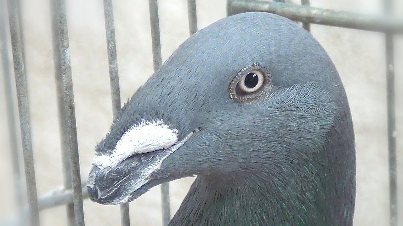 Exhibition Homer Pigeons