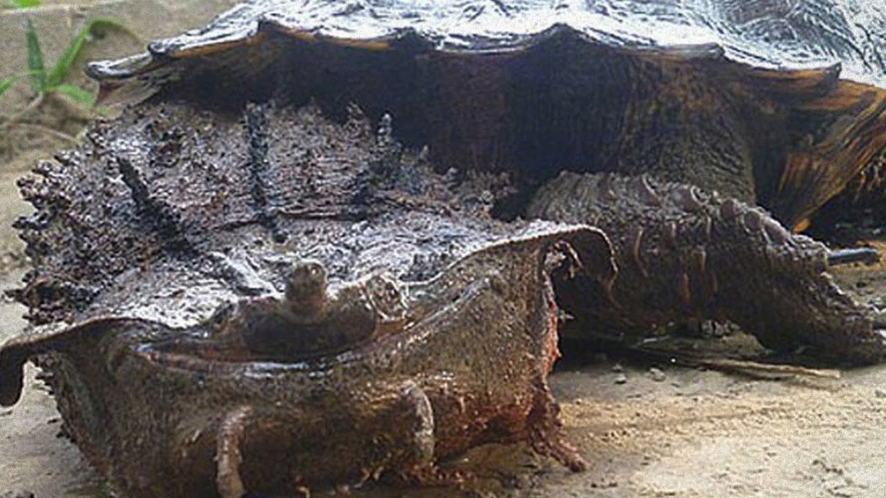 Oldest Living Creatures