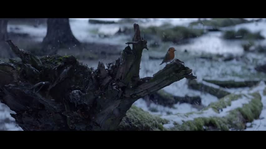 Waitrose Christmas TV ad 2016 | #HomeForChristmas