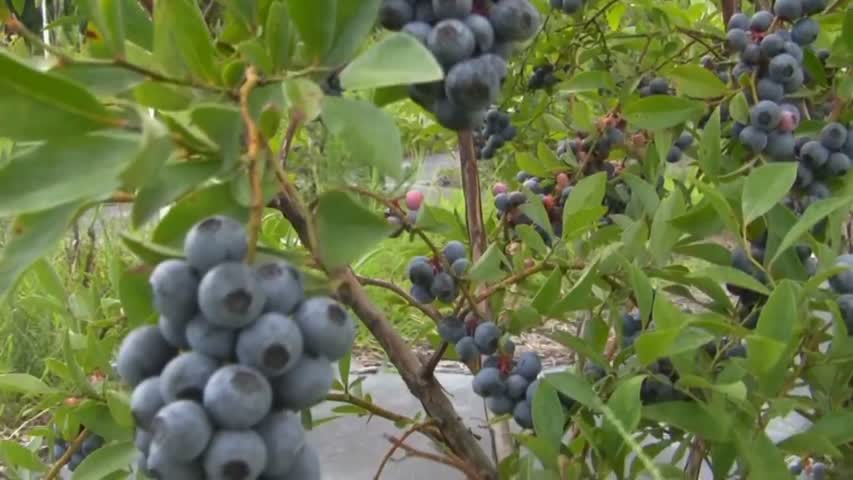 Ty Ty Nursery Buy Blueberry Plants - Viva.