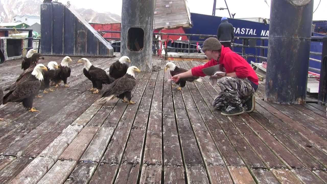 amazing eagles in dutch harbor