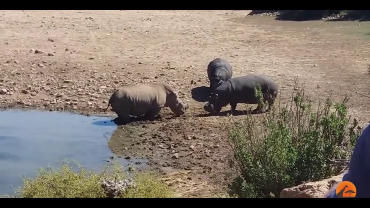 Hippo  vs rhino