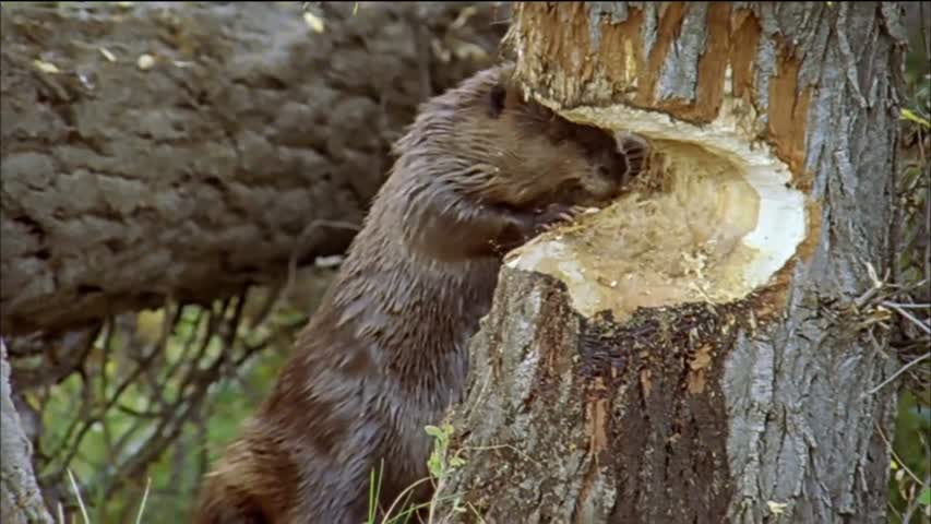 How Beavers Build Dams Leave it to Beavers PBS