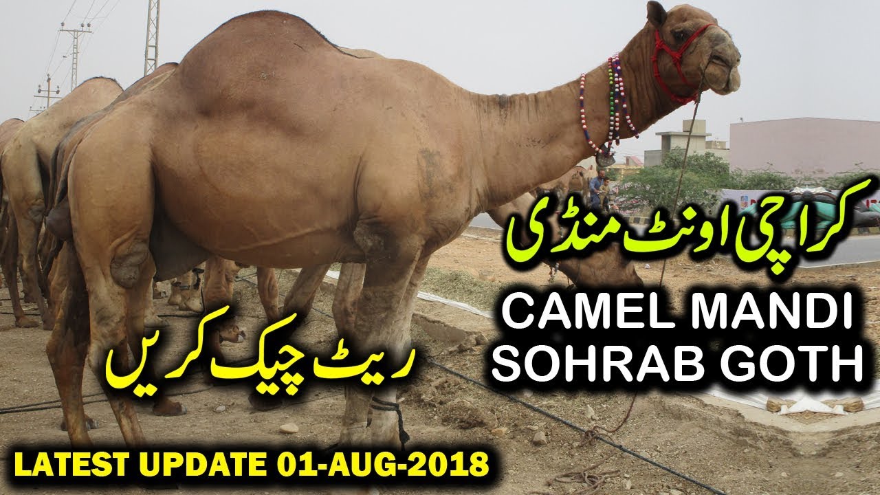 Camel Mandi Sohrab Goth Latest Update 01-August-2018 