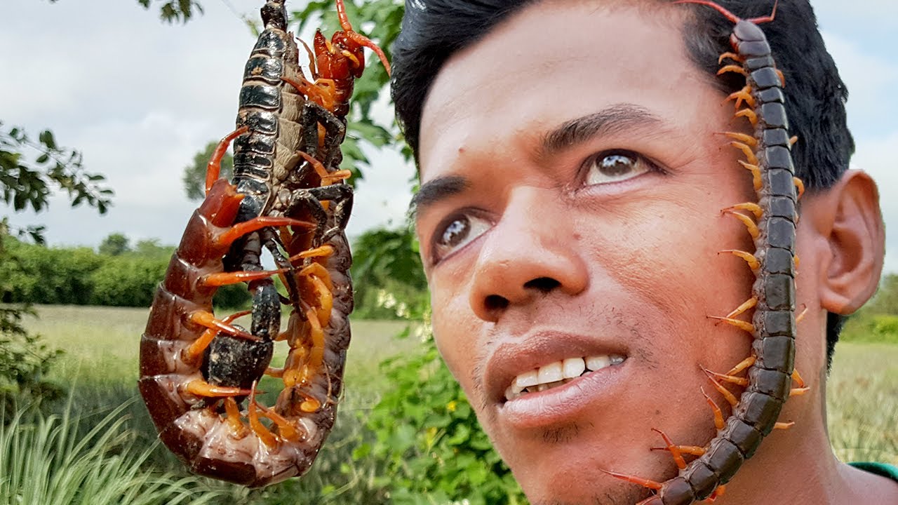 Really Amazing How to Catch Giant Centipede, Life of Natural Foods