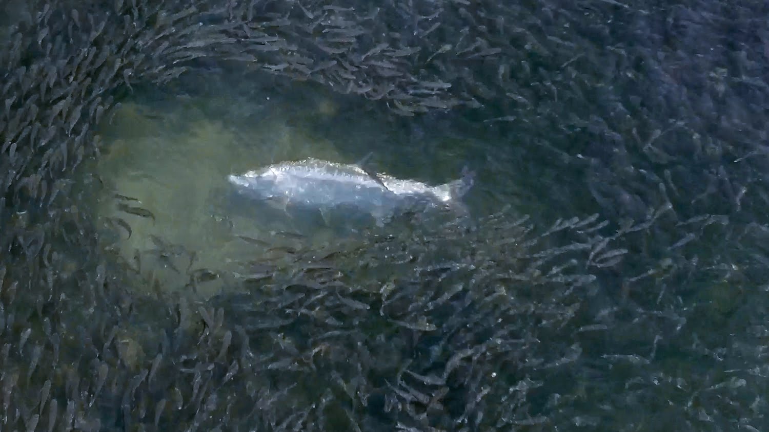 Epic Drone Footage of the Florida Mullet Run 4K