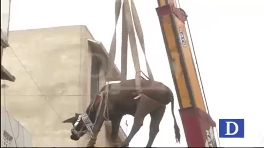 Sacrificial animal left of roof in Karachi (Exclusive footage)