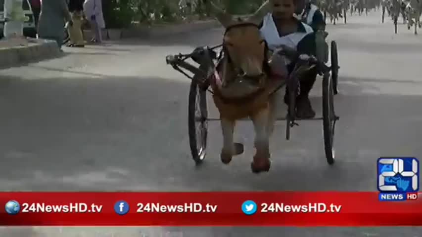 24 Report: Donkey cart race organized in Karachi