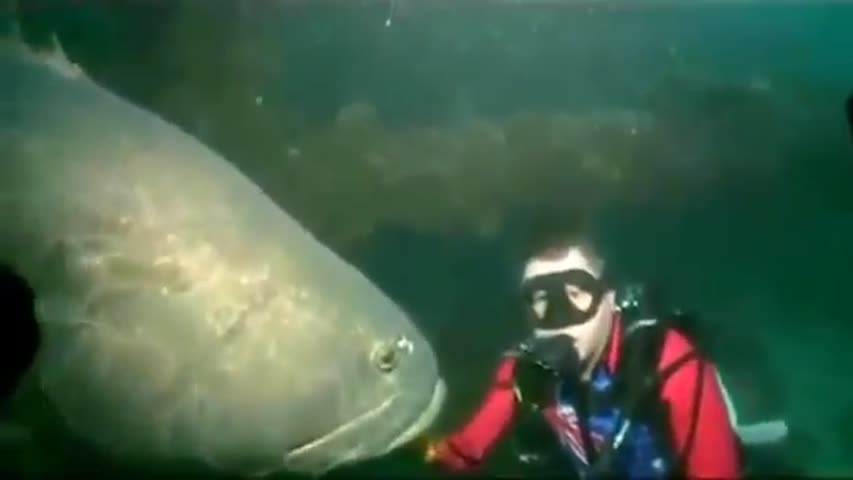 Massive Fish Bites Scuba Diver DANGER!